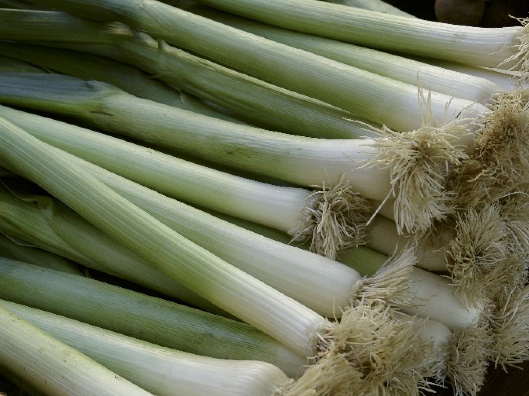 Leek Vegetables by Crop's