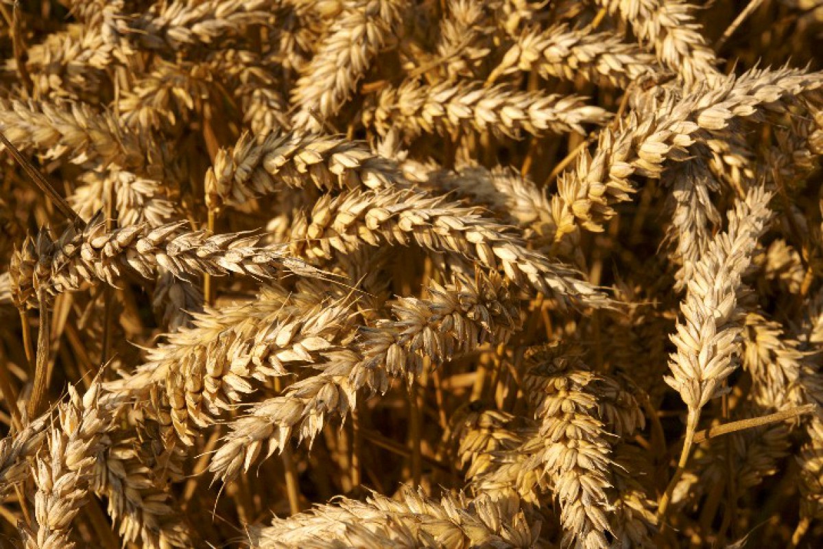 Wheat - Vegetables by Crop's